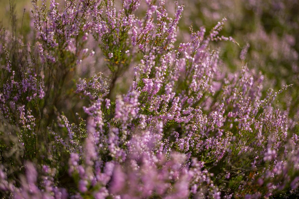 Champ de bruyère en fleur sur les failaises d'Étretat, en Normandie